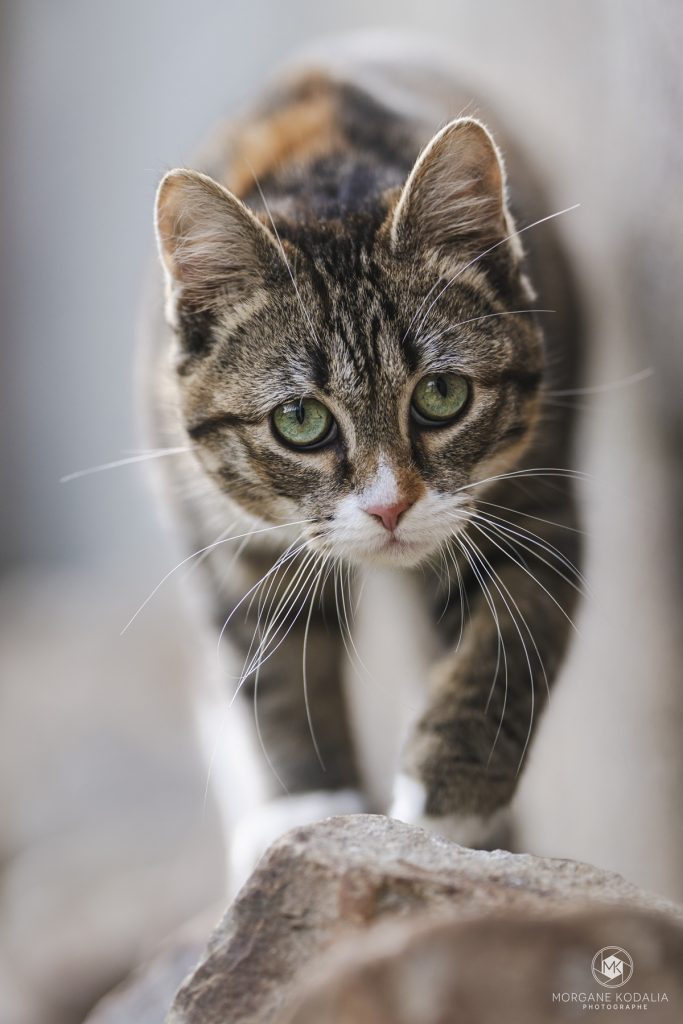 chat