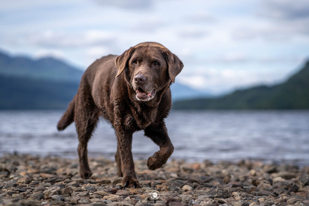 labrador chocolat au bord du Loch Lomond