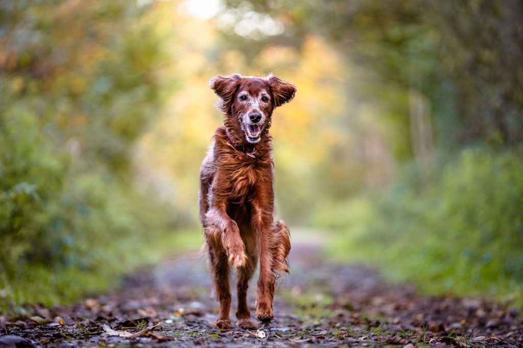setter irlandais