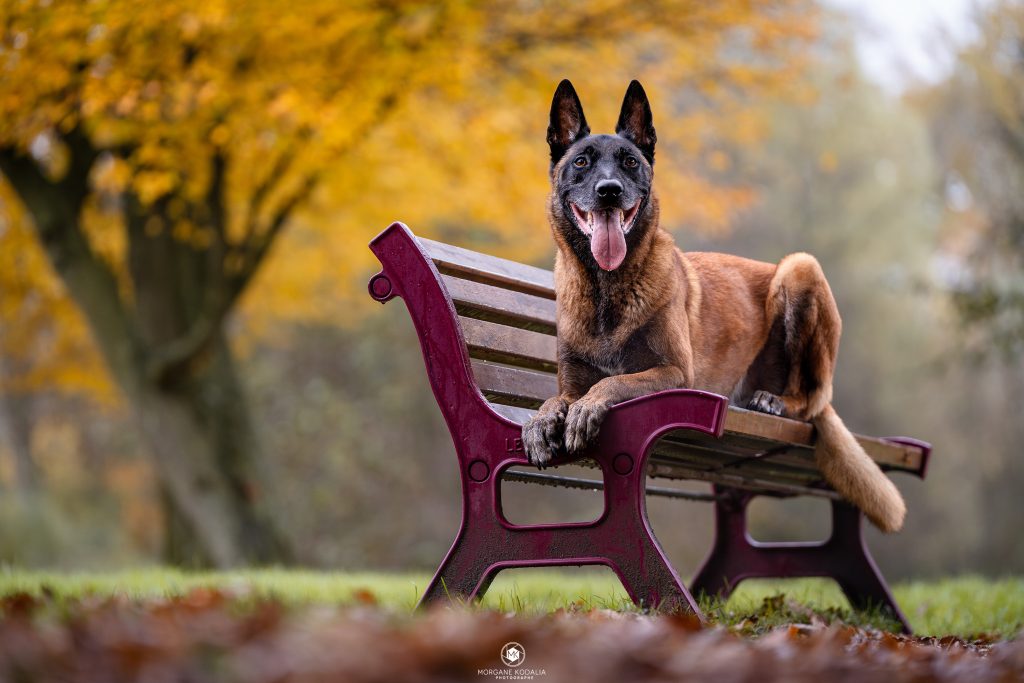 malinois couché sur un banc à l'automne