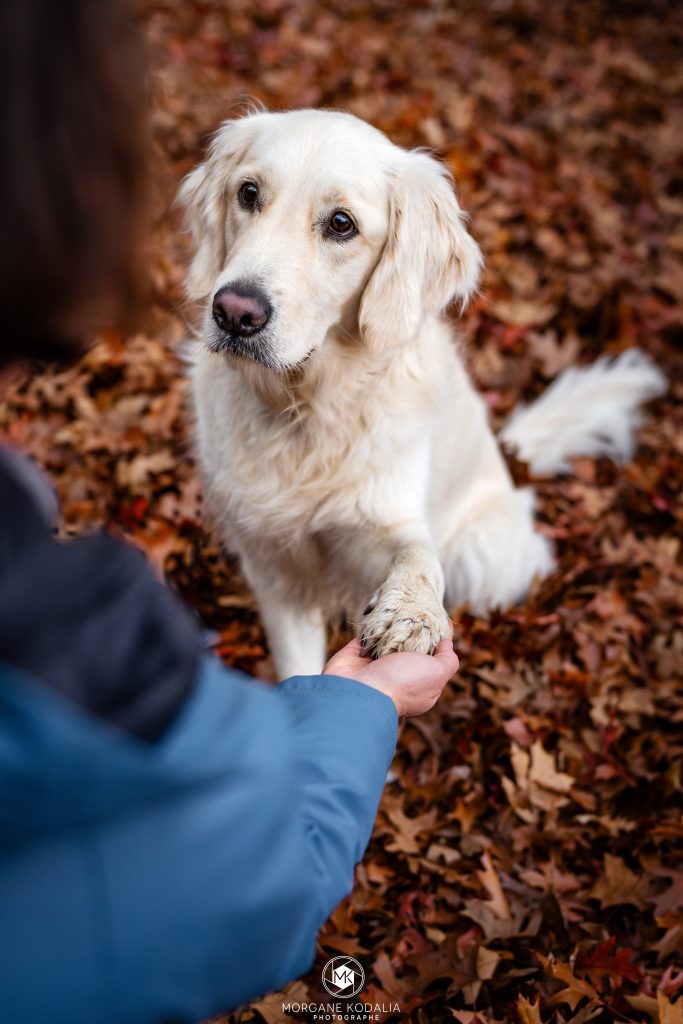 golden retriever donne la patte