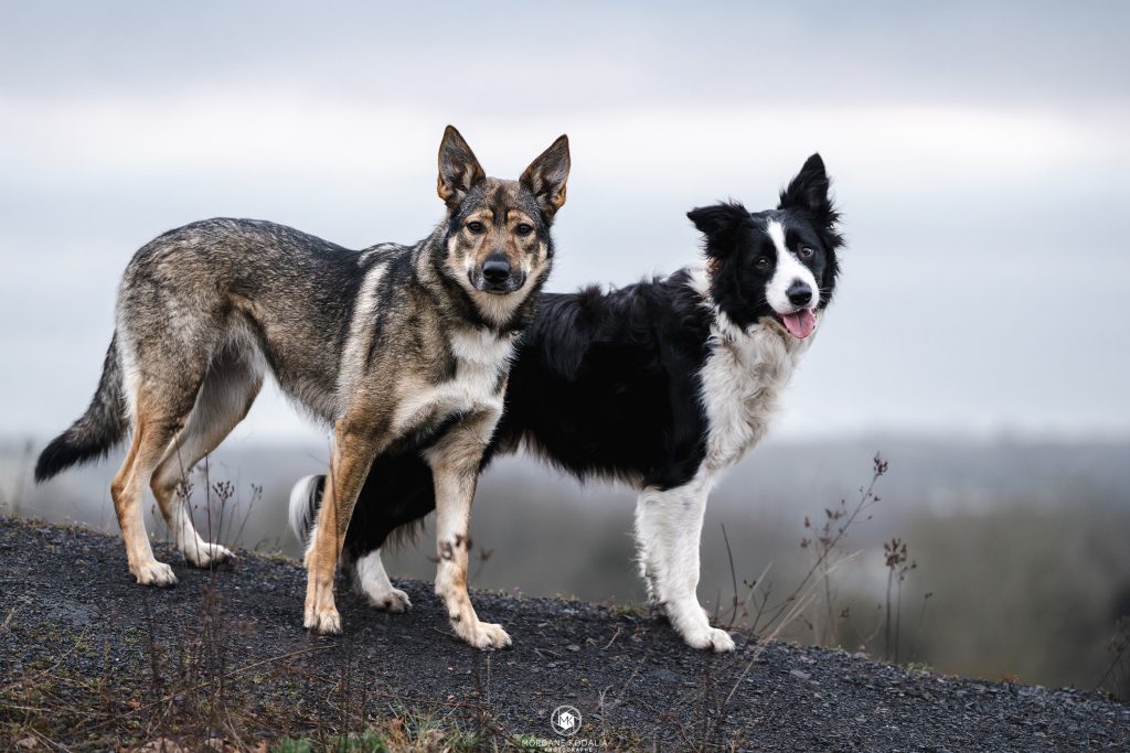 chien loup et border collie
