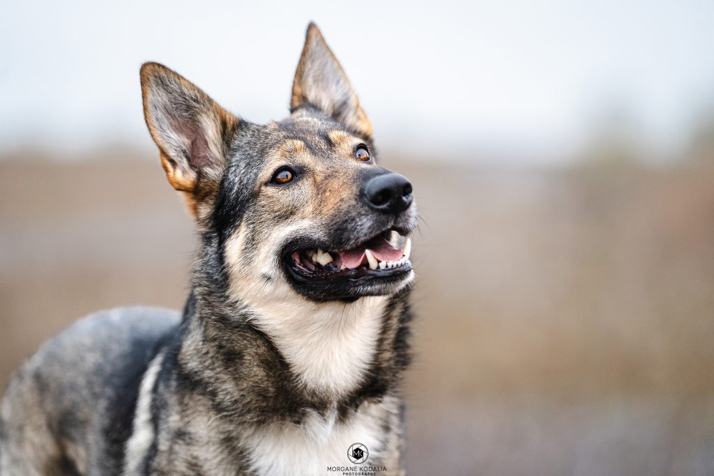 portrait d'un chien loup
