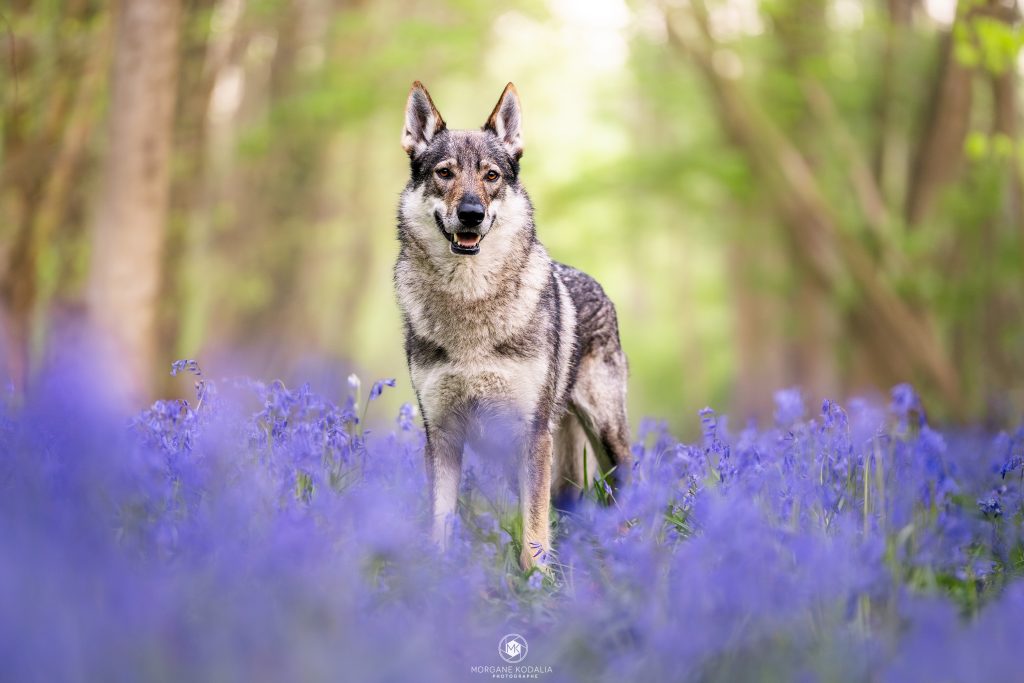 chien loup dans les jacinthes des bois