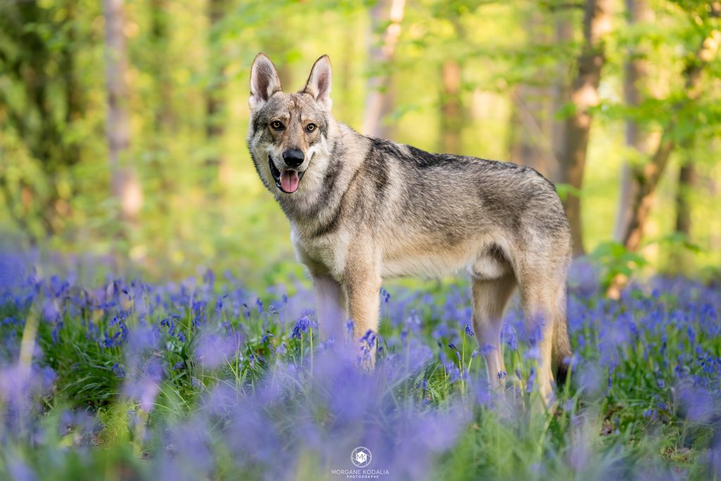 chien loup dans les jacinthes des bois