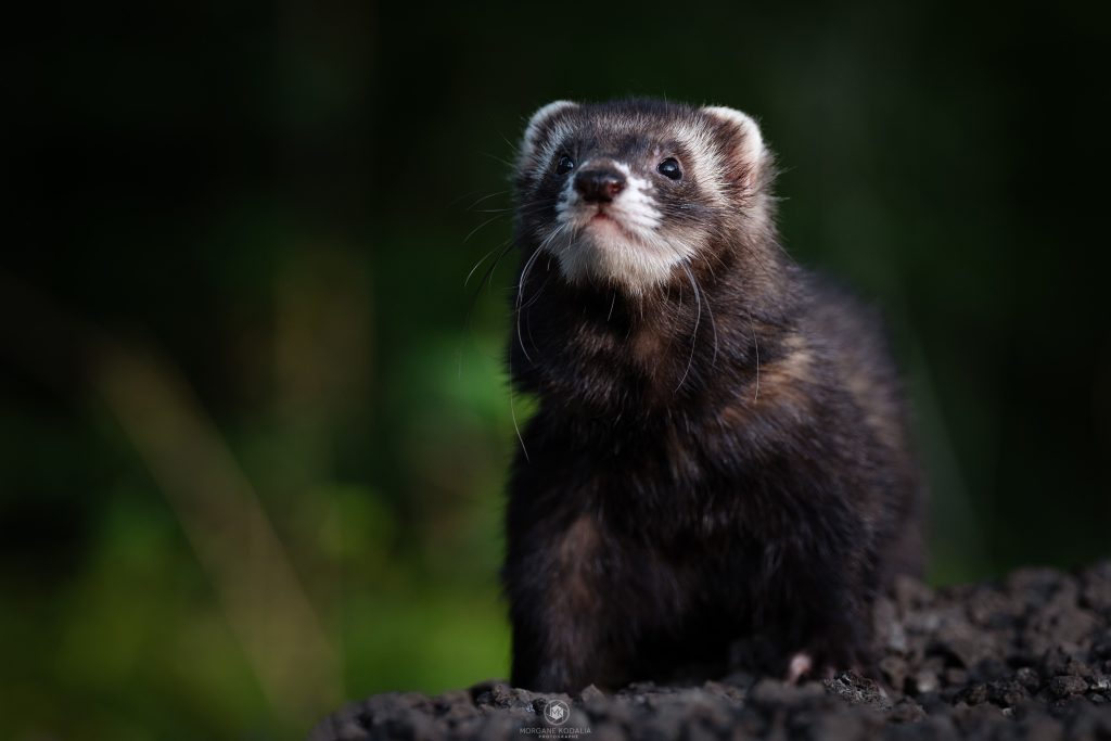 furet