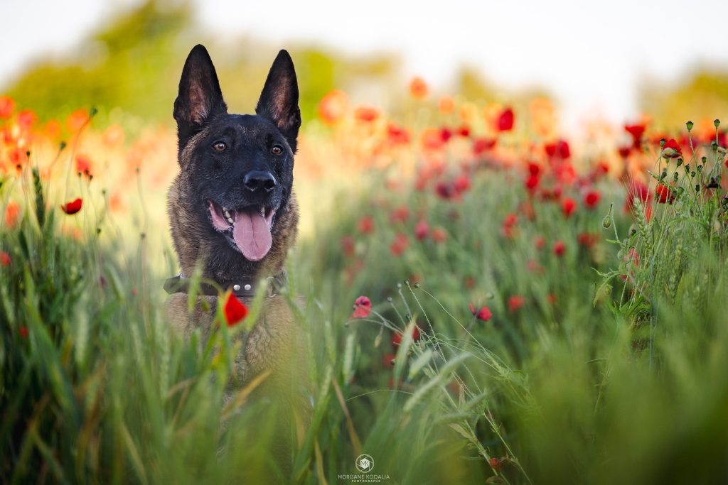 malinois dans les coquelicots