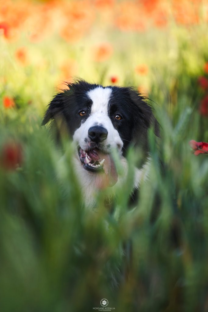 border collie dans les coquelicots