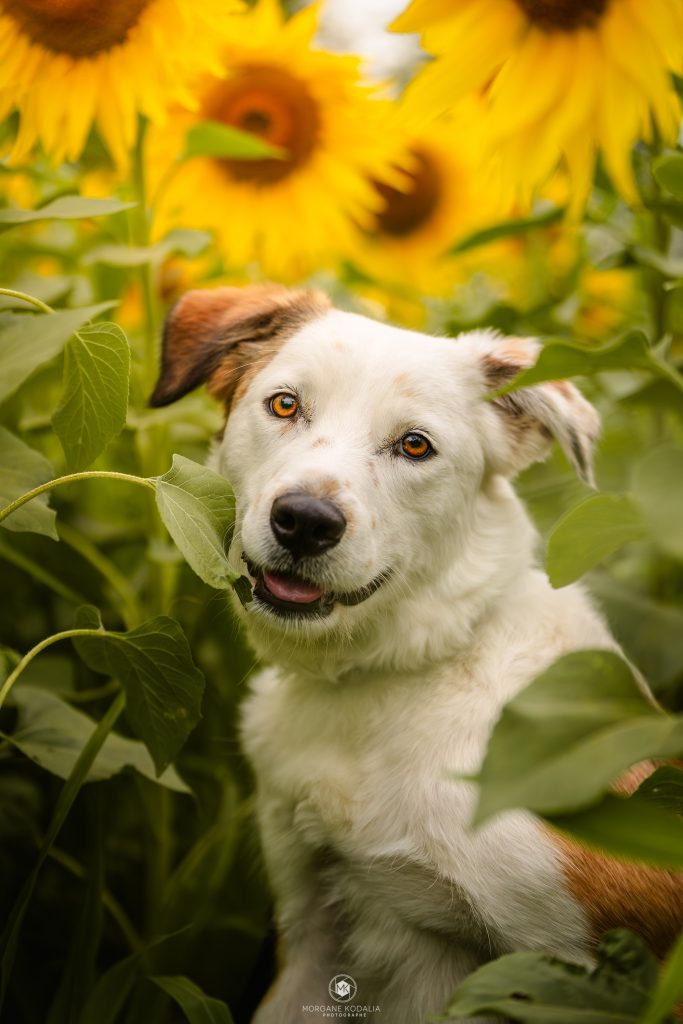 chien de berger dans les tournesols