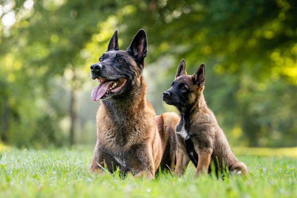 un chiot malinois aux côtés d'un malinois adulte