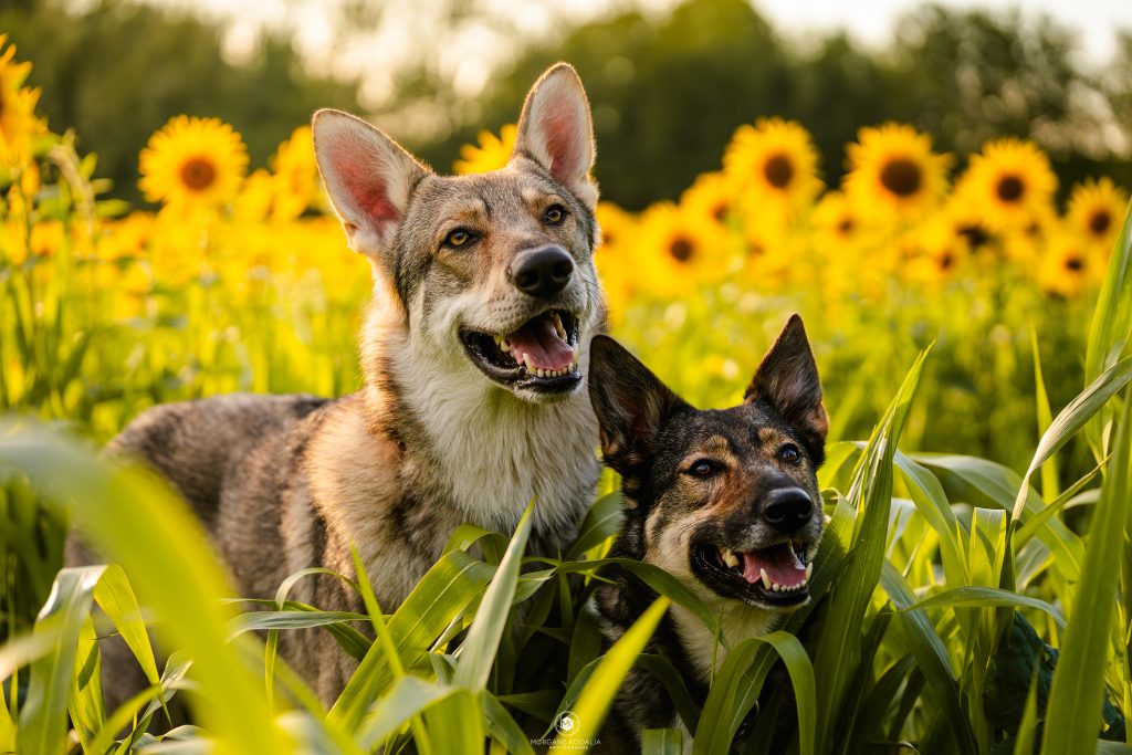 chiens-loups dans les tournesols