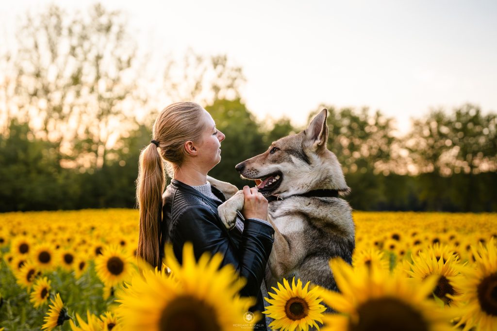 chien loup et sa dogmum dans les tournesols