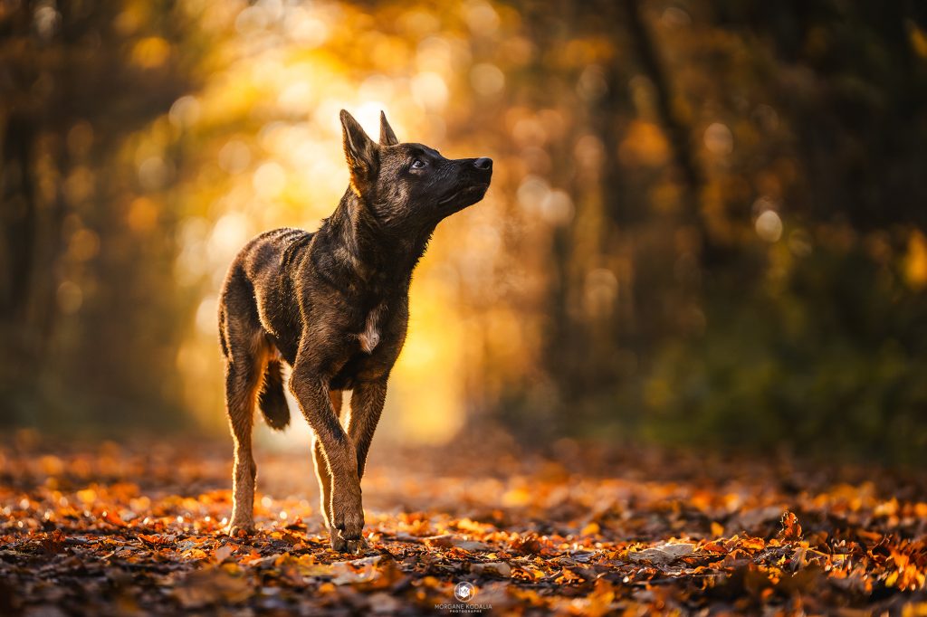 chiot malinois dans un décor automnal