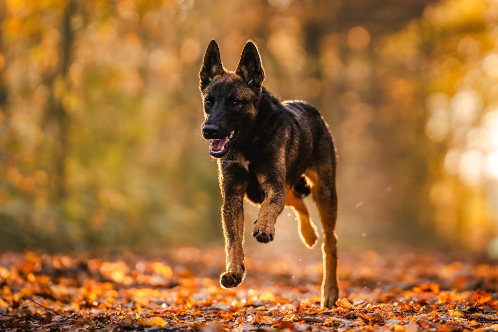 chiot malinois court