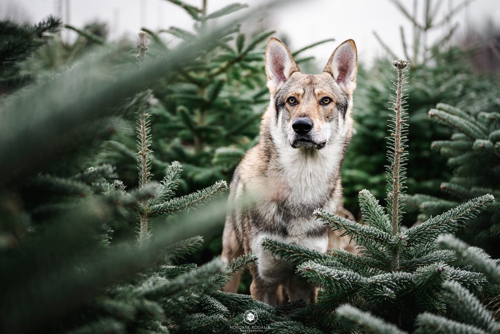 chien-loup de Saarloos dans les sapins
