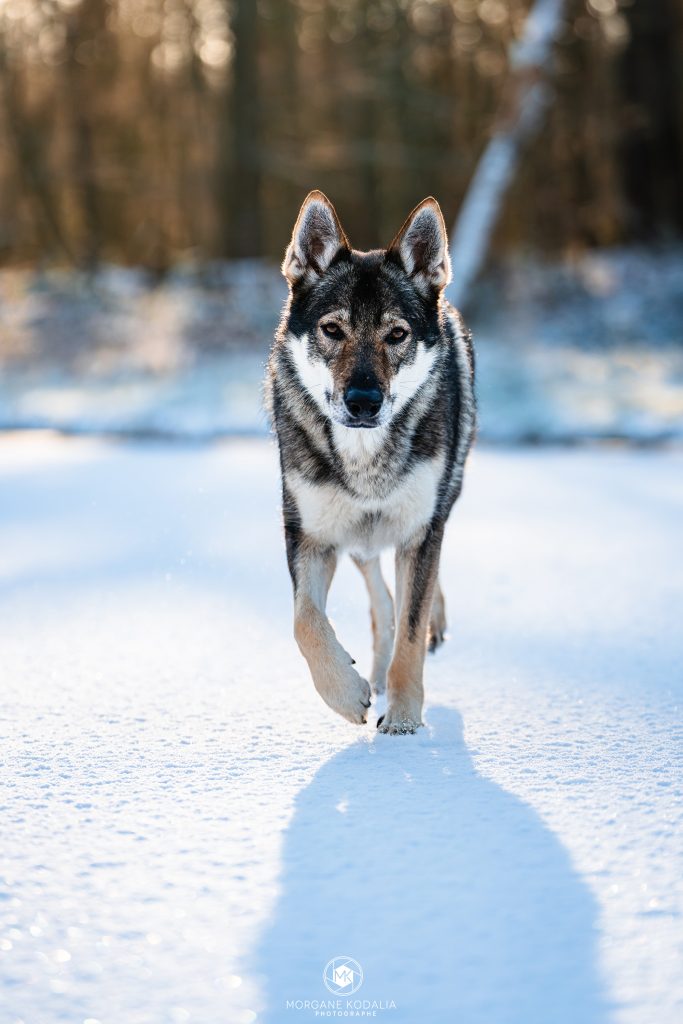 chien-loup dans la neige