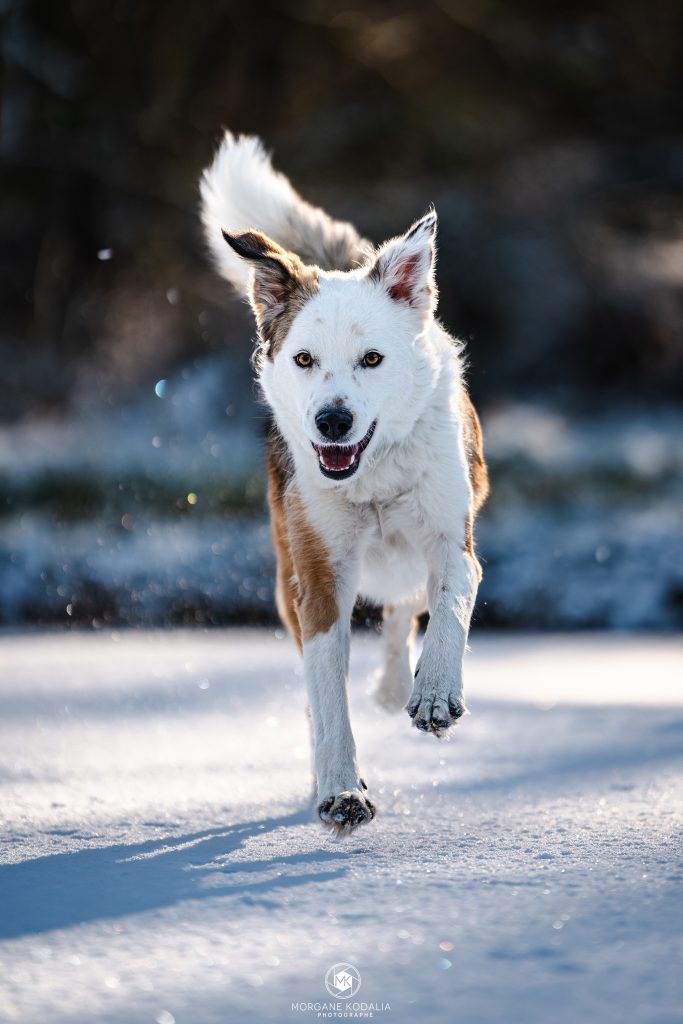 chien courant dans la neige