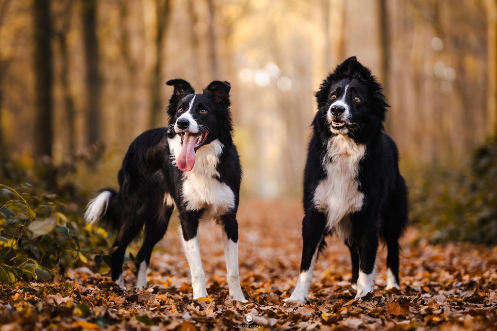 deux borders collies dans la forêt