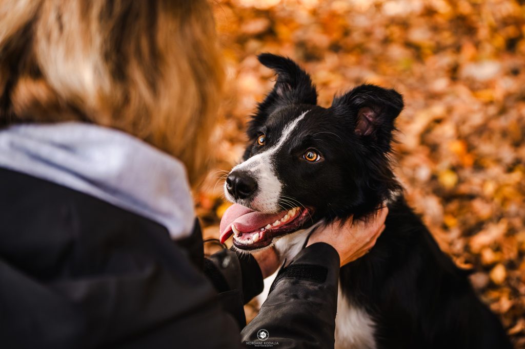 border collie