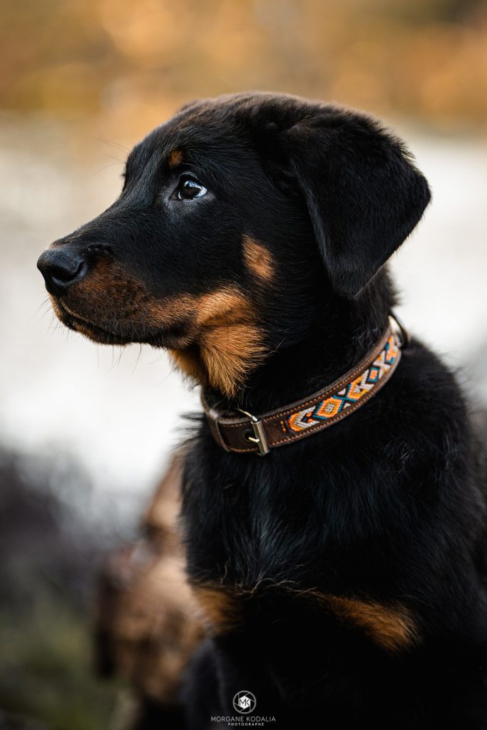 portrait d'un chiot beauceron