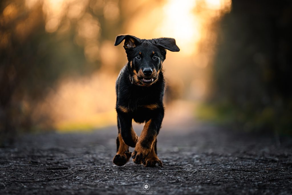 chiot beauceron courant dans une lumière dorée