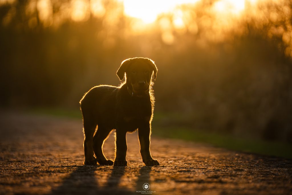 chiot beauceron dans la lumière dorée