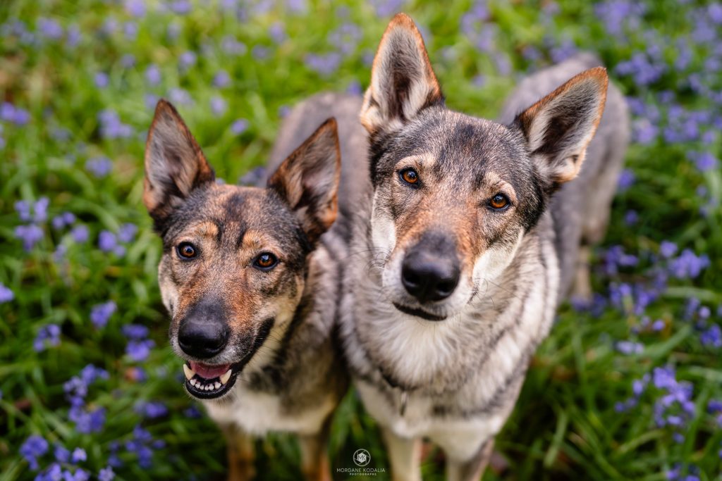 portrait de deux chiens-loups