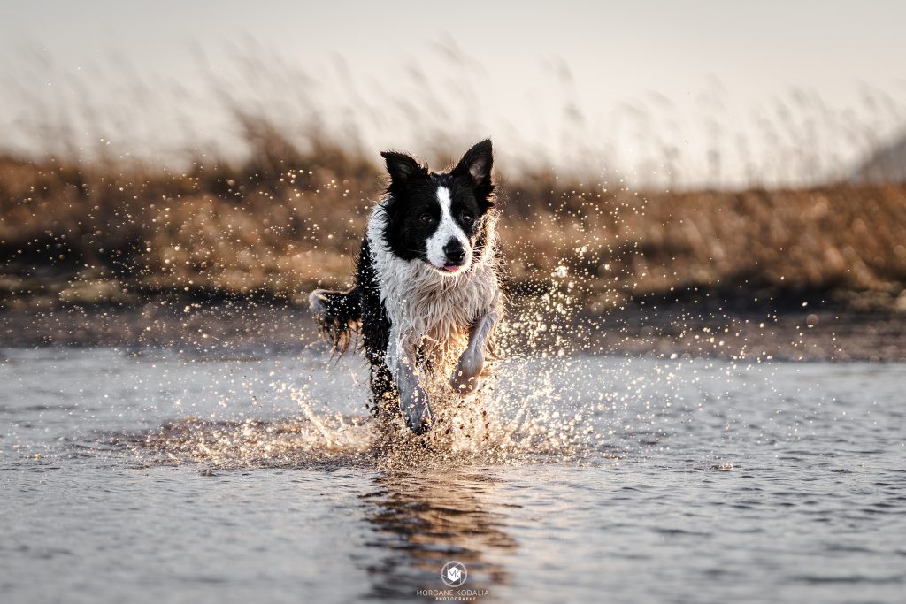 border collie courant dans l'eau