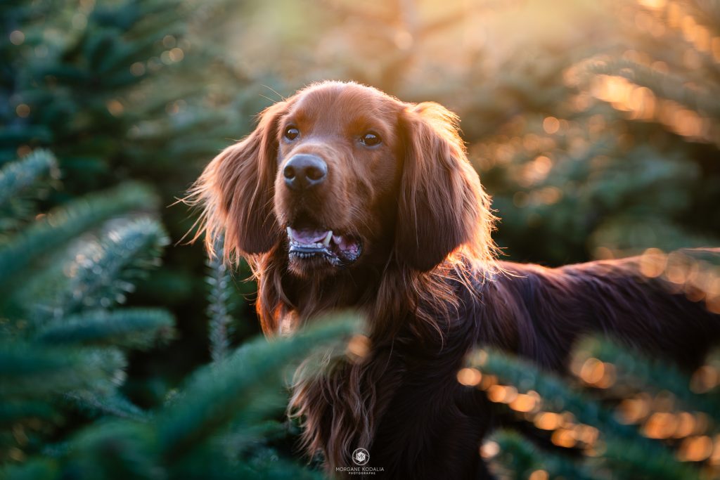 portrait d'un setter irlandais