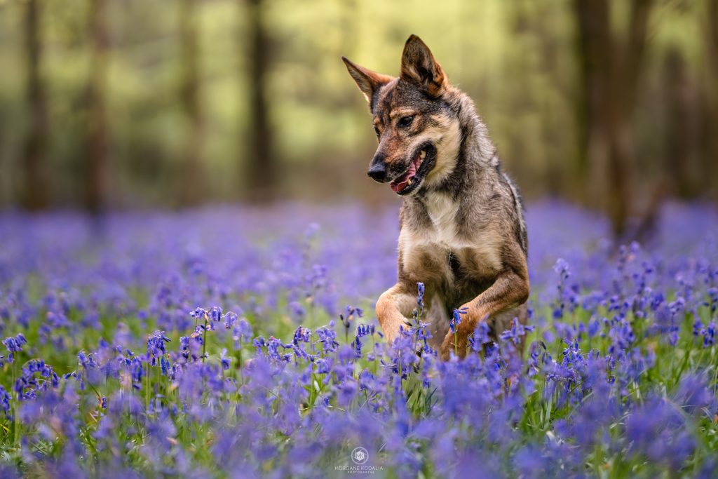 chien loup dans les jacinthes des bois