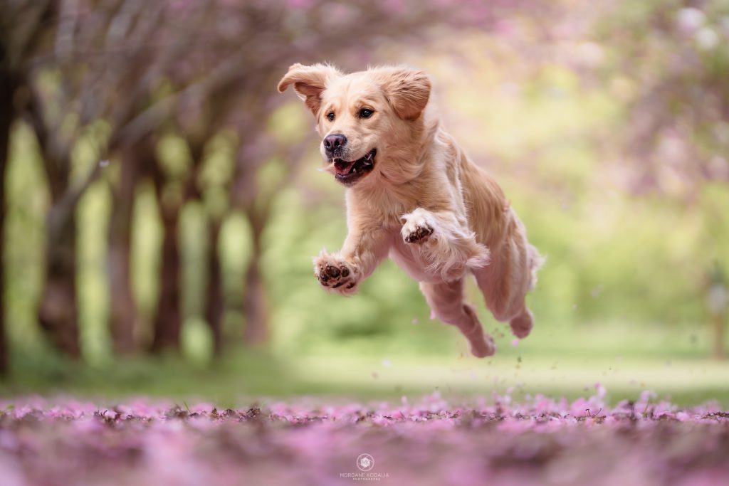 golden retriever courant dans une allée de cerisiers du japon