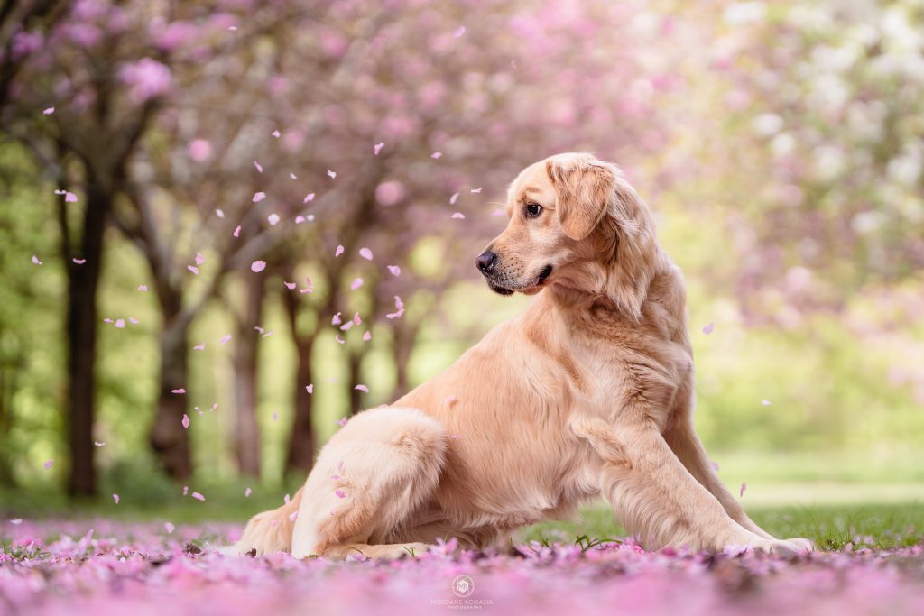 golden retriever regardant tomber des pétales de cerisiers japonais 
