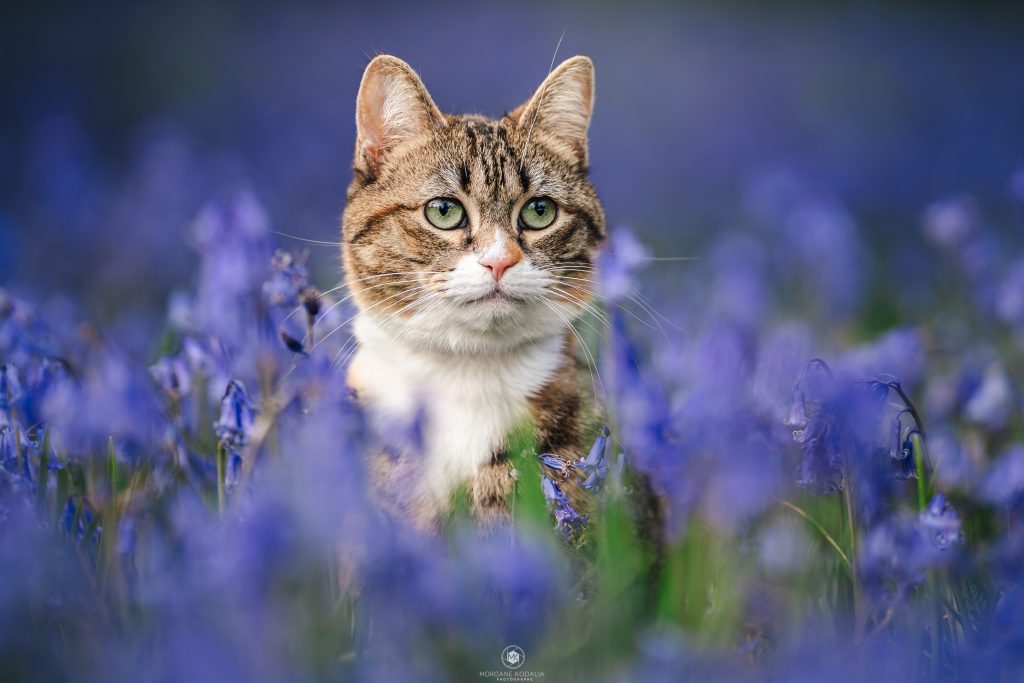 chat dans les jacinthes des bois
